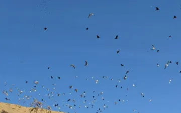 Európai Madármegfigyelő Napok 2026